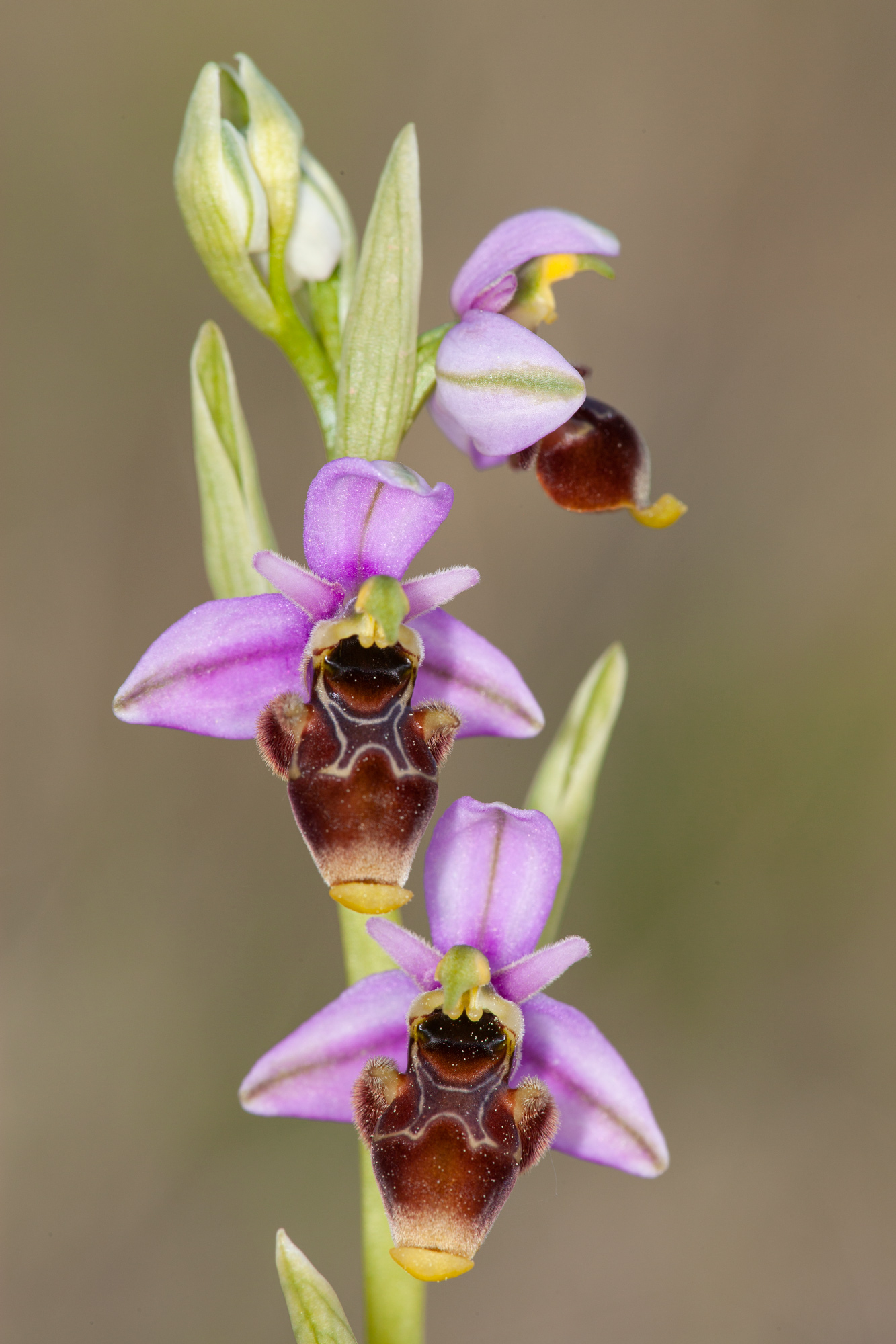 Ophrys scolopax, ©Antoni Canals